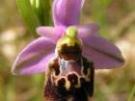 Ophrys x vetula